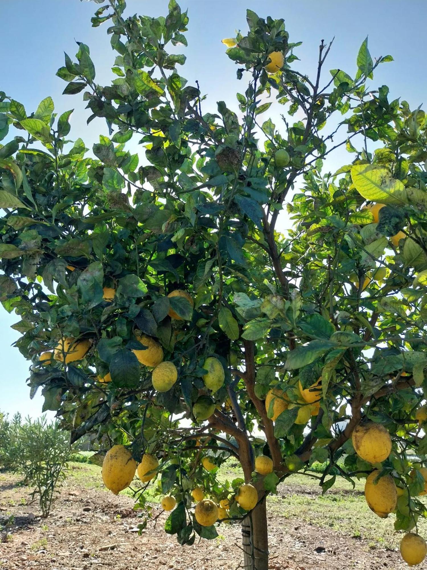 אלטורה Monte Da Lagoa מראה חיצוני תמונה